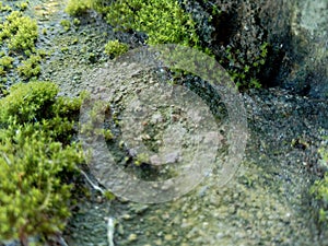 Mosses bryophyte on rocks, they are characteristically limited in size and prefer moist habitats