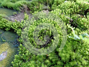 Mosses bryophyte on rocks, they are characteristically limited in size and prefer moist habitats