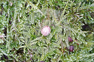 Mosses are green land plants, which usually do not form a supporting and conductive tissue.