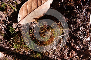 Mosses grow on moist groun in forest ecosystem