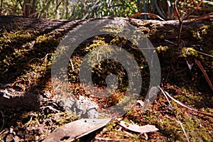 Mosses grow on moist groun in forest ecosystem