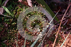 Mosses grow on moist groun in forest ecosystem