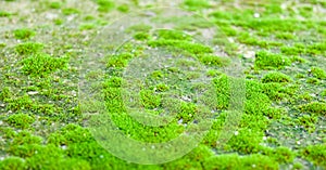 Mosses are grown up on the ground.
