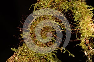 Mosses and lichen on the tree trunk