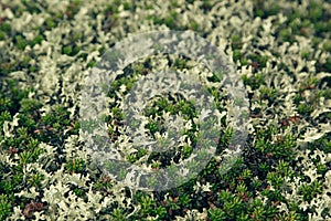 Mosses and lichens closeup - northern tundra.