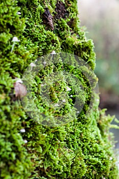 Mosses, lichens and fungi