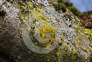 Mosses and lichens on a tree trunk photo