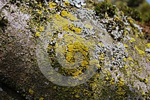 Mosses and lichens on a tree trunk photo