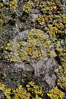 Mosses and lichens on a tree trunk photo