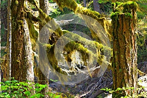 Mosses and Lichens on Trees near Silver Falls, Mount Rainier National Park, Washington State, Pacific Northwest, USA