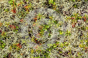 Mosses and lichens of tundra, out of focus, blurry, macro