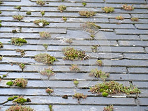 Mosses and other plants growing between the slate shingles of a house roof in Mousehole Cornwall England