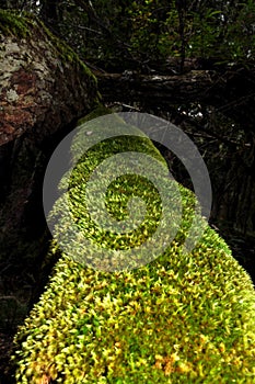 Mosses are a phylum of non-vascular plants photo