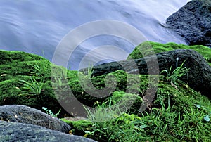 Mosses and Rocks on Stream Bank   26546