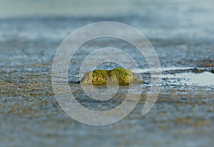 Mosses and seaweeds during low tide in a sea coast of Bahrain