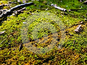 Mosses are small flowerless plants that typically form dense green clumps or mats, often in damp or shady location