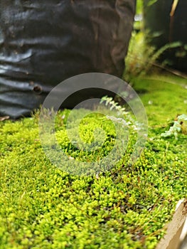 Mosses are small plants that have pseudo stems and grow upright.  This moss
