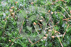 Mosses - spore plants. department of bryophytes. angiosperms.