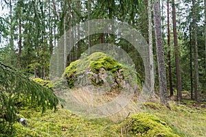 Mossgrown big rock in a coniferous forest