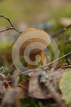 Mossiness mushroom