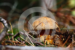 Mossiness mushroom.