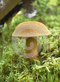 The mossiness mushroom