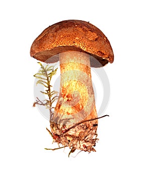 Mossiness mushroom