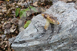 The mossiness mushroom collected in summer lies on a stone.