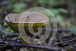 Mossiness mushroom in the forest