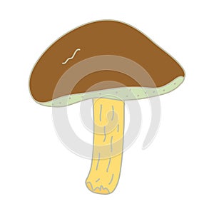 Mossiness mushroom hand drawn vector illustration