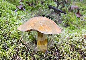 Mossiness mushroom in a moss