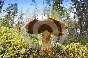 Mossiness mushroom in a moss