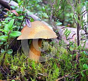 Mossiness mushroom Xerocomus