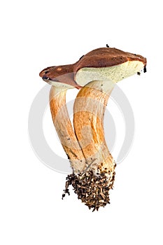 Mossiness mushroom or Xerocomus