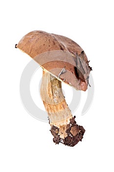 Mossiness mushroom or Xerocomus