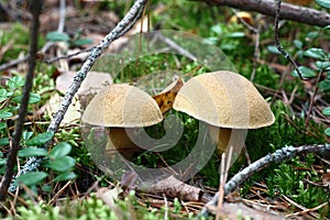 Mossiness mushrooms