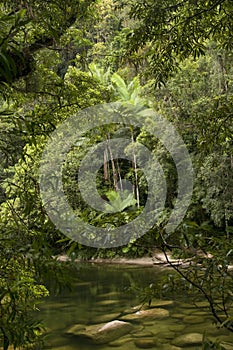 Mossman Gorge