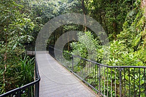 Mossman Gorge Pathway