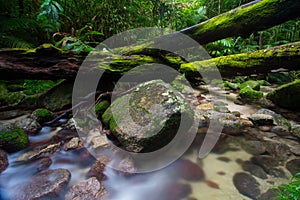 Mossman Gorge Scenery