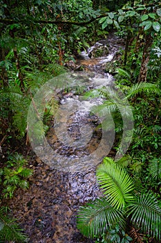 Mossman gorge stream in Queensland, Australia during the rainy season