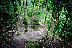 Mossman Gorge View