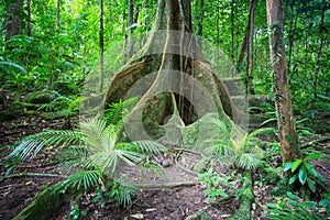 Mossman Gorge View