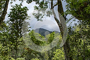 Mossman River and Lookout in rural rainforest at Mossman Gorge National Park Daintree Region Queensland Australia.