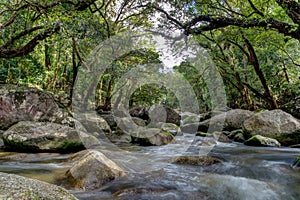 Mossman river gorge