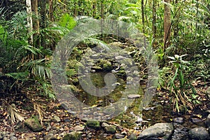 Mossman tropical rainforest with mossy rocks meandering brooks and tropical undergrowth photo