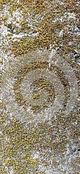 moss on the wall of the house