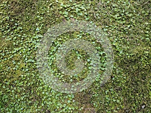 Mossy Background at the Trans-Allegheny Lunatic Asylum