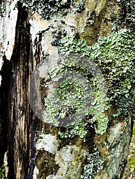 Mossy bark of an old oak tree, forming a beautiful pattern. Wild green moss grow on bark tree in the forest