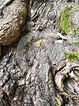 Mossy bark of an old oak tree, forming a beautiful pattern. Wild green moss grow on bark tree in the forest