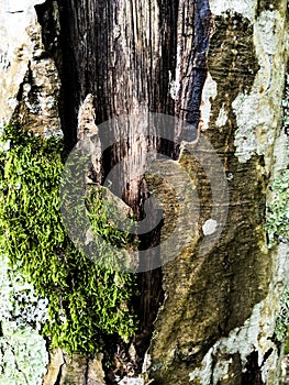 Mossy bark of an old oak tree, forming a beautiful pattern. Wild green moss grow on bark tree in the forest